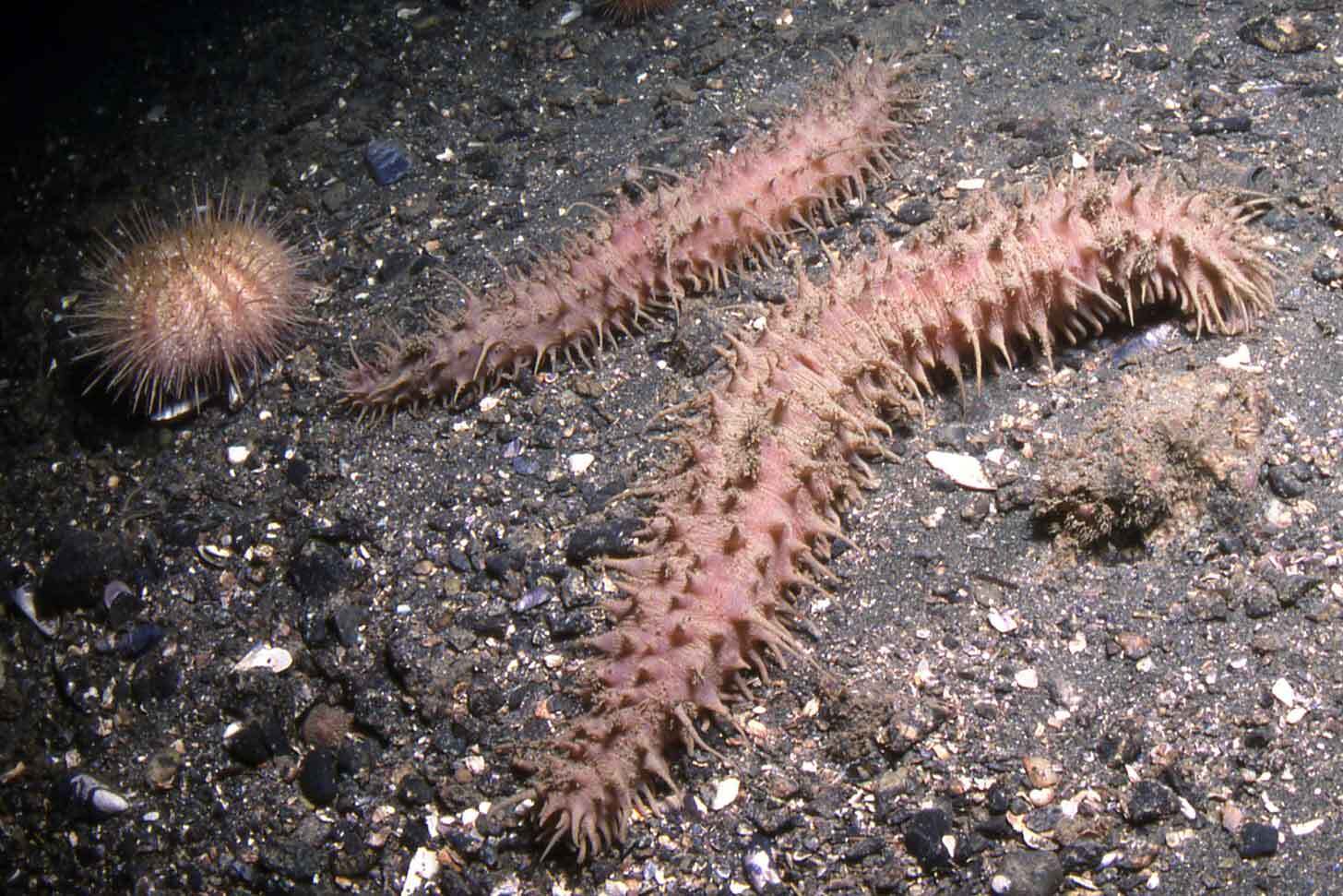 2 McDaniel Sea Cucumbers: pink, tube-like sea creatures near an underwater sea urchin 